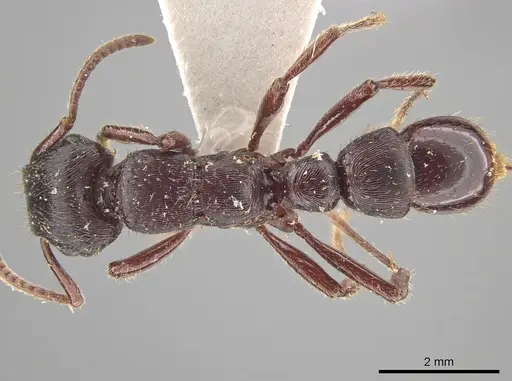 Gnamptogenys mordax - ICN007887