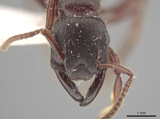 Gnamptogenys mordax - ICN007887