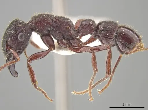 Gnamptogenys mordax - ICN007887