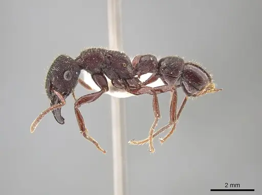 Gnamptogenys mordax - ICN007887