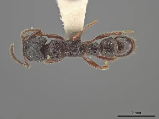 Gnamptogenys mordax - ICN007889