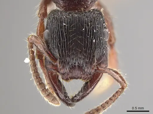 Gnamptogenys mordax - ICN007889