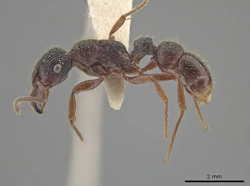 Gnamptogenys mordax - ICN007889