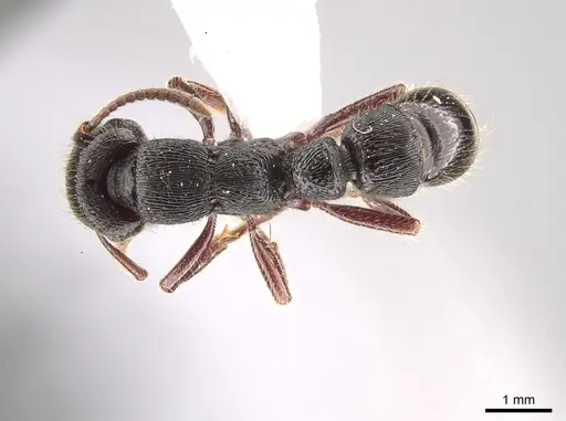 Gnamptogenys mordax - ICN047082