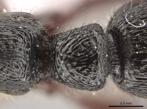 Gnamptogenys mordax - ICN047082