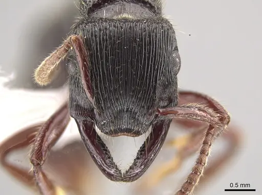 Gnamptogenys mordax - ICN047082