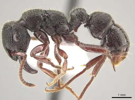 Gnamptogenys mordax - ICN047082