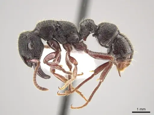 Gnamptogenys mordax - ICN047082