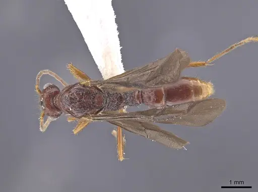 Gnamptogenys mordax - ICN103571