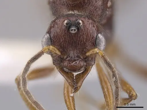 Gnamptogenys mordax - ICN103571