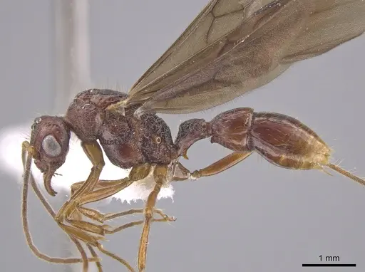 Gnamptogenys mordax - ICN103571