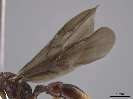 Gnamptogenys mordax - ICN103571