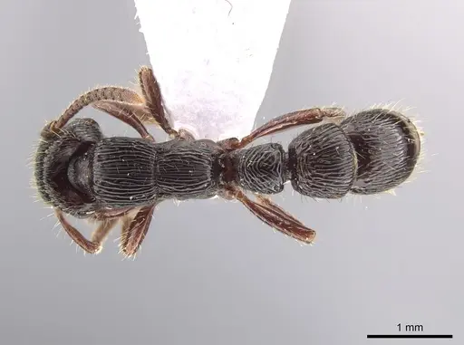 Gnamptogenys mordax - ICN103574