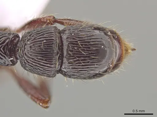 Gnamptogenys mordax - ICN103574