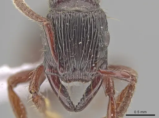 Gnamptogenys mordax - ICN103574