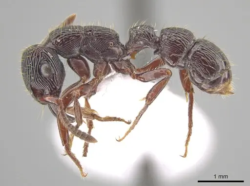 Gnamptogenys mordax - ICN103574