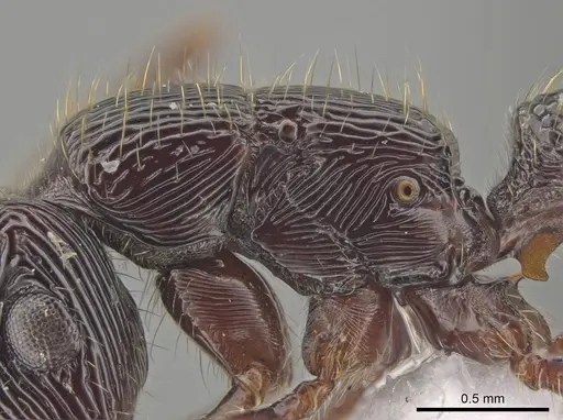 Gnamptogenys mordax - ICN103574