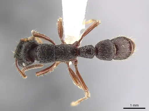 Gnamptogenys mordax - ICN103588