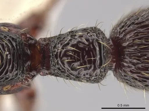 Gnamptogenys mordax - ICN103588