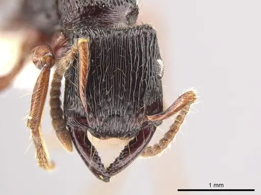 Gnamptogenys mordax - ICN103588