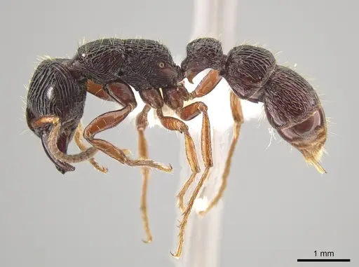 Gnamptogenys mordax - ICN103588