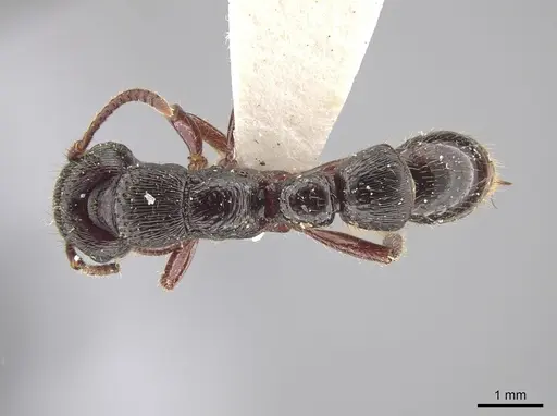 Gnamptogenys mordax - LACMENT683036