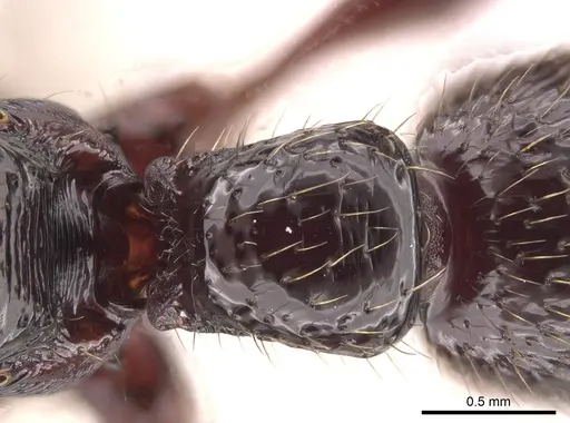 Gnamptogenys mordax - LACMENT683036