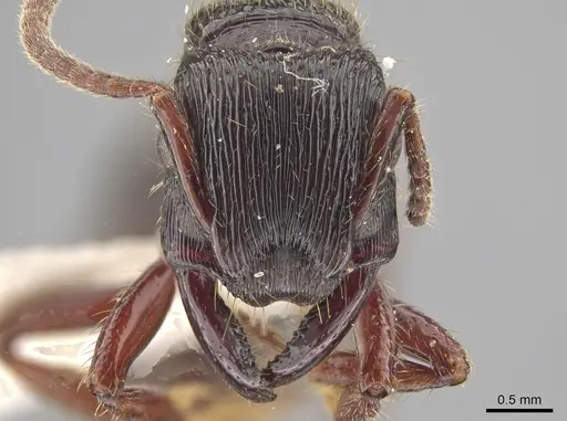 Gnamptogenys mordax - LACMENT683036