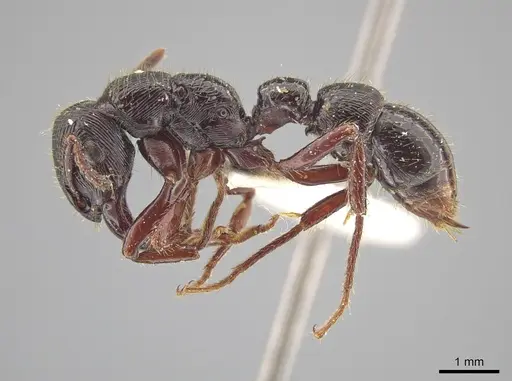 Gnamptogenys mordax - LACMENT683036