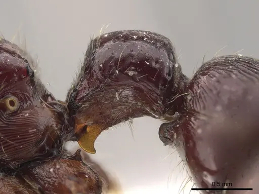 Gnamptogenys mordax - USNMENT01128031