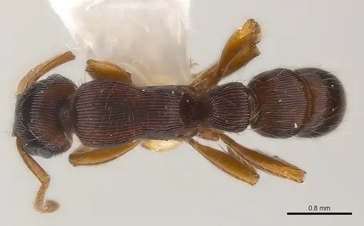 Gnamptogenys regularis specimen