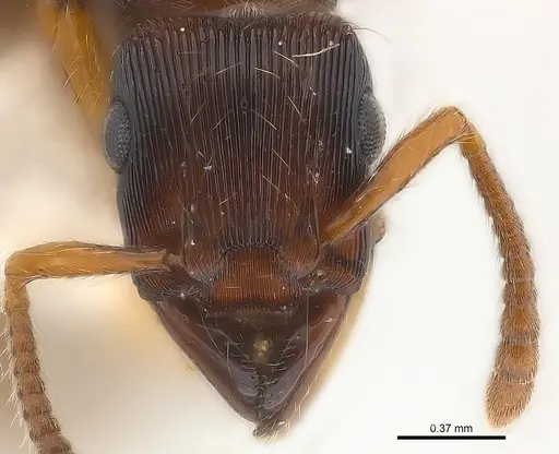 Gnamptogenys regularis - CASENT0179948