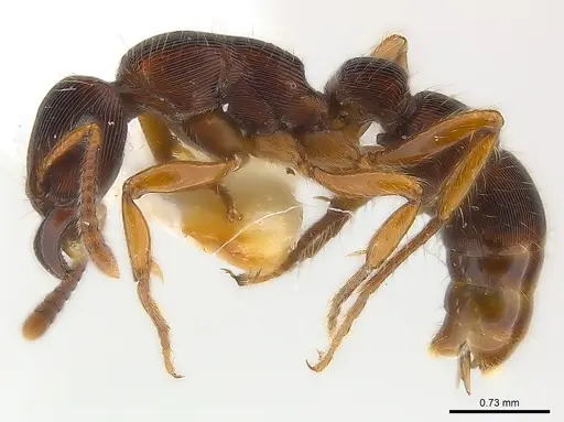 Gnamptogenys regularis - CASENT0179948