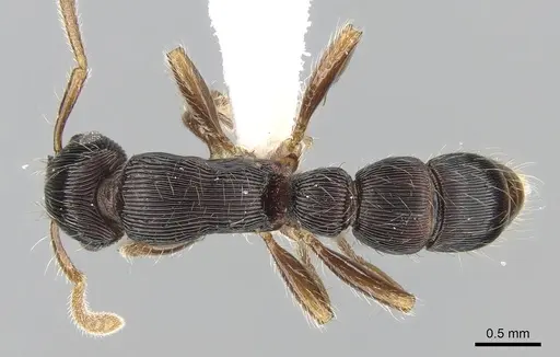 Gnamptogenys regularis - CASENT0281224