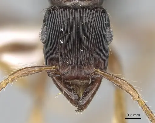 Gnamptogenys regularis - CASENT0281224