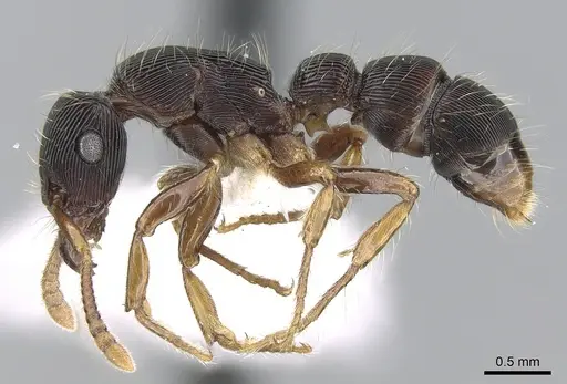 Gnamptogenys regularis - CASENT0281224