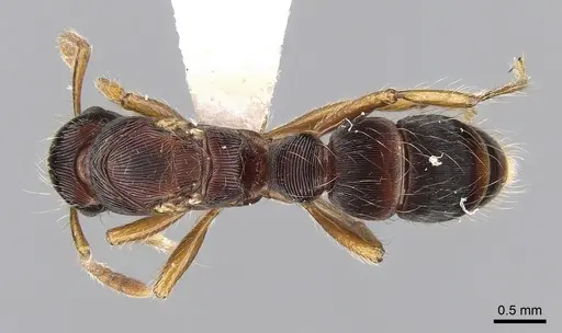 Gnamptogenys regularis - CASENT0281225