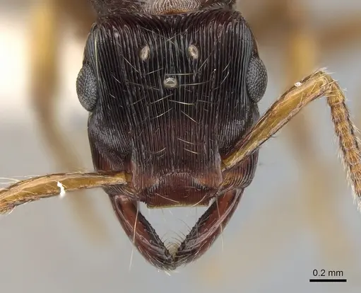 Gnamptogenys regularis - CASENT0281225