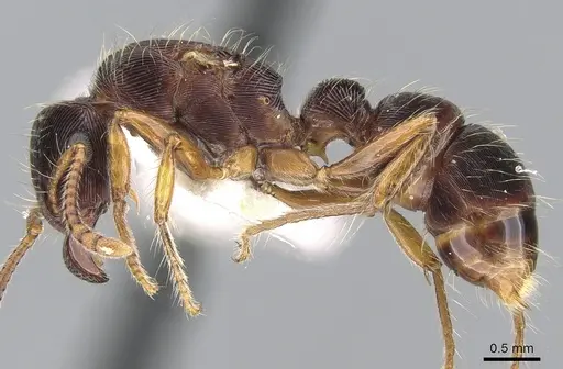 Gnamptogenys regularis - CASENT0281225