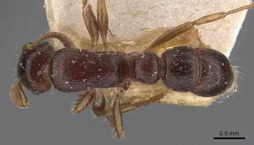 Gnamptogenys regularis - CASENT0907187