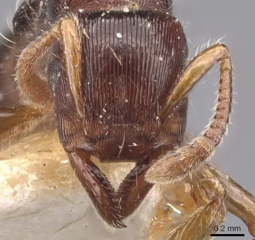 Gnamptogenys regularis - CASENT0907187