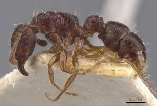 Gnamptogenys regularis - CASENT0907187