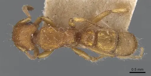 Gnamptogenys regularis - CASENT0907189