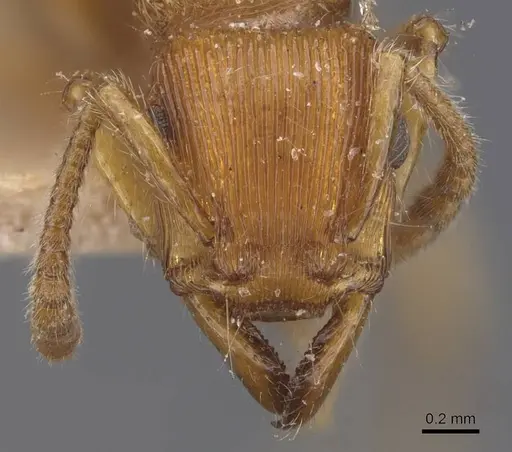 Gnamptogenys regularis - CASENT0907189