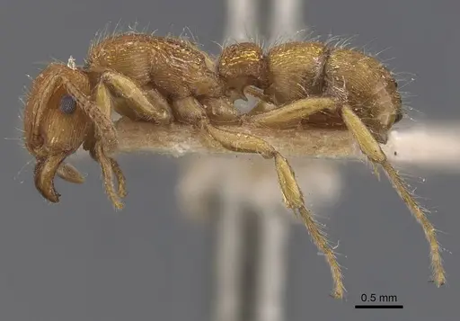 Gnamptogenys regularis - CASENT0907189