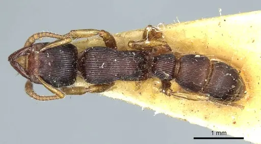 Gnamptogenys regularis - CASENT0915914