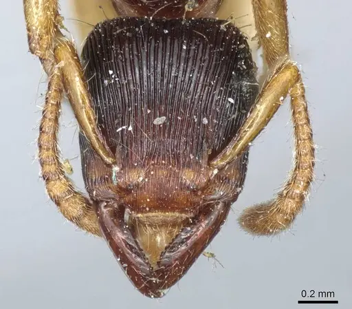 Gnamptogenys regularis - CASENT0915914