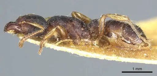 Gnamptogenys regularis - CASENT0915914