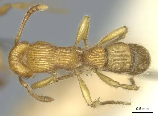 Gnamptogenys regularis - CASENT0915915