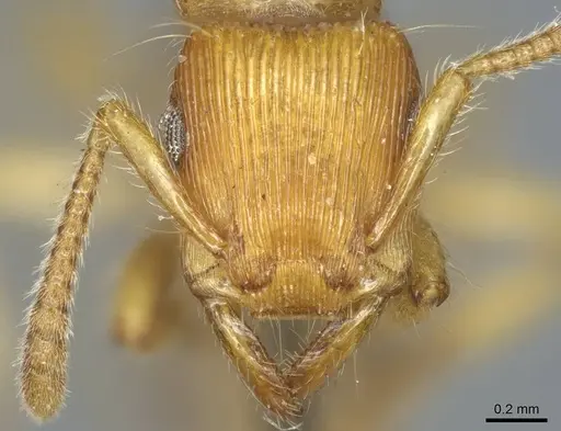 Gnamptogenys regularis - CASENT0915915